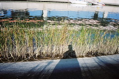 ガマの写真